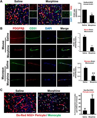 Morphine-mediated release of astrocyte-derived extracellular vesicle miR-23a induces loss of pericyte coverage at the blood-brain barrier: Implications for neuroinflammation